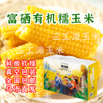Xinjiang Sangong Beach fresh corn 10 gift boxes organic selenium-rich waxy corn cob breakfast instant rice vacuum