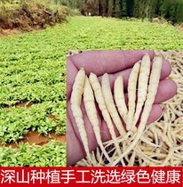 Radix Pseudostellariae 500g Childrens Ginseng Tea Natural Pure Zherong Childrens Traditional Chinese Medicine Authentic Wild Wild Dry Three Powder