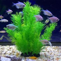 Simulation of aquatic plants in the fish tank. The aquatic plants in the fish tank are placed in the fish tank.