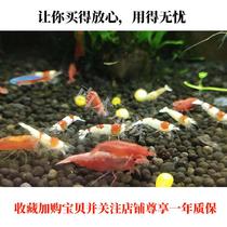 Fish tank Carbon dioxide generator diy homemade CO2 generator set watergrass cylinder set refiner