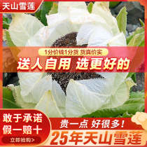 Xinjiang Tianshan snow lotus flower 25 years of age nourishing Chinese herbal medicine brewing wine Tea non-planted wild