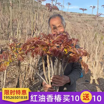 红油香椿苗耐寒-红油香椿苗耐寒促销价格、红油香椿苗耐寒品牌- 淘宝