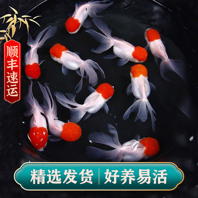 丹顶红狮子头鱼-丹顶红狮子头鱼促销价格、丹顶红狮子头鱼品牌- 淘宝