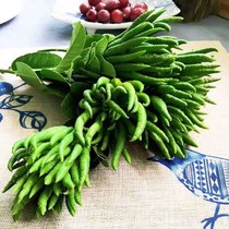 (Hydroponic bergamot) Jinhua bergamot fresh with bergamot bergamot bergamot Citron citron green fruit