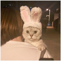 Cat headgear Pet hat Dog headdress Cute funny Rabbit Dog jewelry Funny Cat hat supplies Rabbit ears