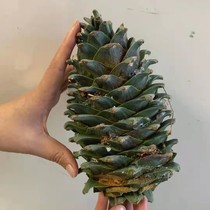 2021 New stock Northeast Changbai Mountain wild fresh red pine pines pine taster pine nuts oversized and full