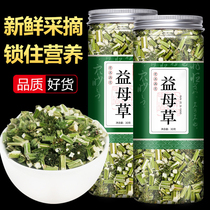 Motherwort fresh brown sugar ginger conditioning non-wild foot soaking water Tea non-Chinese herbal medicine flower tea dried motherwort tea dried motherwort tea