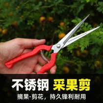 Gardening pruning branches Fruit picking scissors Fruit picking scissors Pepper scissors Wolfberry picking tools Fruit and vegetable scissors flower scissors