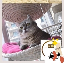 Home new double-layer hanging basket straw mat kennel rattan cat hammock easy to clean cat Nest summer hanging basket