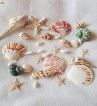 Natural shell conch starfish tank landscaping handmade diy set drift bottle decorative roll shellfish hermit crab shell