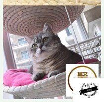 Pet mat cat house four seasons universal indoor household hanging warm summer cat nest rattan bamboo grass weaving supplies