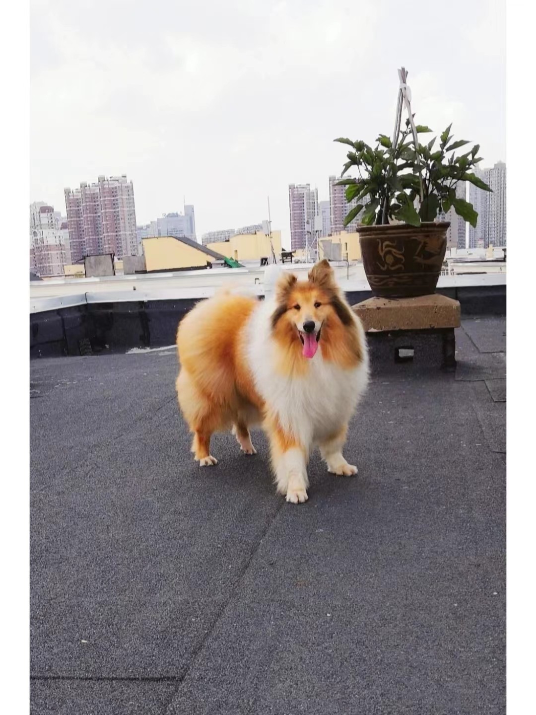 苏格兰牧羊犬-苏格兰牧羊犬促销价格、苏格兰牧羊犬品牌- 淘宝, image size:1080x1440