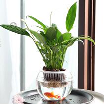 Glass bottle empty bottle flower Flower creative water cultivation bottle plant transparent glass vase container green flower pot fish flower co-raising