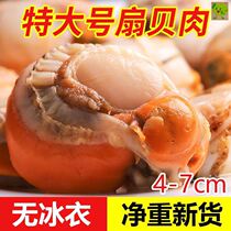 (Shunfeng) No Ice Tite Large Sea Fresh Scallop Meat Frozen Seafood Live Wild Bemeat Whole Bay