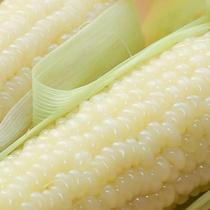 10 sticks Northeast specialty fresh sweet waxy corn cob Sticky corn cob Tender sticky non-GMO white waxy corn cob