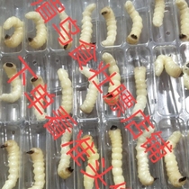  Small-headed woodworm Qinggang worm Tianniu larva thrush bird food strong fat body lifting large medium and small specifications Quality assurance