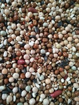 Racing pigeon food Corn-free young pigeons 1A Racing pigeon feed Carrier pigeons Military pigeons Ornamental pigeon meat pigeon bird food 50 kg