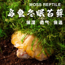 宠维奥乌龟冬眠苔藓爬宠过冬保温套餐草龟巴西龟冬眠用品保湿神器