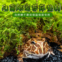 Climbing pet breeding box ecological decorative moss moisturizing Brazilian tortoise hibernation supplies mat soil horned frog reptile mat