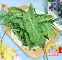 Jiangsu Zhejiang and Shanghai imported chicory grass rabbit ChinChin snacks Dutch pig pasture 200g soft stool effect is good