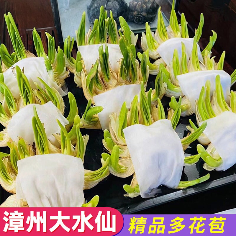 漳州水仙雕刻种球-漳州水仙雕刻种球促销价格、漳州水仙雕刻种球品牌- 淘宝