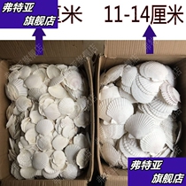 DIY color painting graffiti trumpet conch barbecue kindergarten activity fish tank natural extra large white fan shell