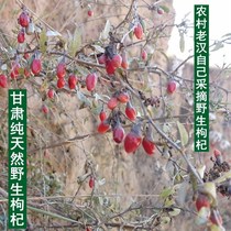 Gansu wild wolfberry pure natural 500g sulfur-free special grade authentic wild wolfberry big grain tea new products