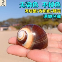 Cats eye snail conch shell ornament toy natural hermit crab replacement shell handmade diy aquarium landscaping decoration