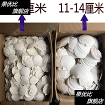 DIY color painting graffiti trumpet conch barbecue kindergarten activity fish tank natural extra large white fan shell