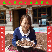 Natural Gannan (wild fern hemp)small ginseng fruit has a sweet taste and can cook porridge and rice 500 grams