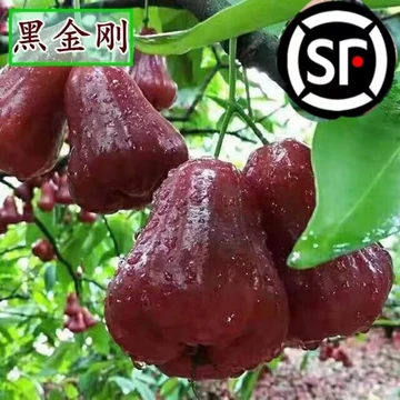 黑金刚莲雾苗-黑金刚莲雾苗促销价格、黑金刚莲雾苗品牌- 淘宝