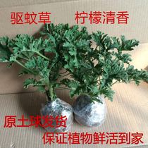  Mosquito repellent grass potted indoor and outdoor mosquito repellent spring and summer Jiulixiang geranium mint good garden green plants