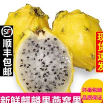Kirin Fruits Nest Fruits Yellow Fire Dragon Fruit Sweet Glutinous juicy Fresh pregnant women Fruit Fresh Shunfeng