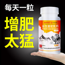 Probiotics camel milk calcium can be used to increase weight and weight gain lean people quickly gain weight gain weight meat food non-milk powder