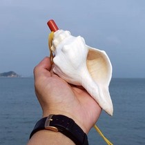 Conch horn can blow fine natural conch horn super sea snail shell whistle childrens toy loud snail