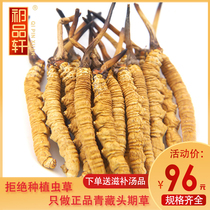 Qi Pinxuan Qinghai Yushu First Period Authentic Cordyceps Sinensis Wild Selected Cordyceps Sinensis Tibet Naqu Cordyceps