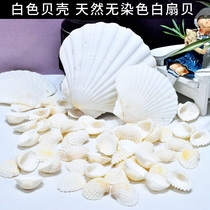 Natural large white shell kindergarten diy painting scallops wedding home platform decoration shooting props