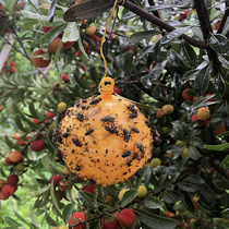 Lure flies Orchard stick insects small flying insects kill cherries blueberries fruit flies artifact needles household flies
