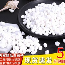 Natural white stone pebbles multi-meat shop potted flower garden garden Gardening Landscape fish tank Rain Flower Stone White small stone