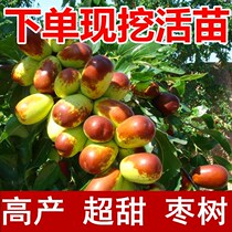 Jujube tree live fruit tree fruit grafting extra large southern South North planting super sweet winter jujube results