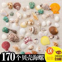 Aquarium shell decoration ornaments fish tank landscaping stone ecological seascape craft landscape natural seabed shells