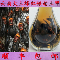 The wild tiger bee Yunnan red bee bee Hornet bee Hornet bee 500ml