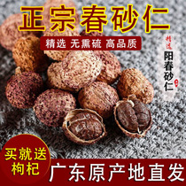 (Buy 2 get 1) Yangchun spring Amomum wild spring sand kernel dry fruit Yangjiang specialty Chinese medicine nourishing stomach soup soak wine