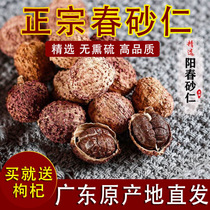 (Buy 2 get 1) Yangchun spring Amomum wild spring sand kernel dry fruit Yangjiang specialty Chinese medicine nourishing stomach soup soak wine