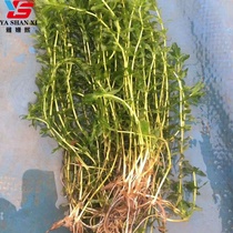 Wheel Leafs Black Algae Fresh Grass Water Grass Sprouts With Lantern Bubble Grass Water Purification Plant Small Lobster Crab Breeding With Water Grass Seedlings