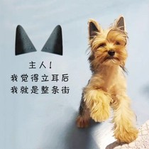 Kokie Deer Canine Law Bull Giu Doll Teddy Dog Snowy Dog Stand Ears Stickler Ears Straightener Small Dogs