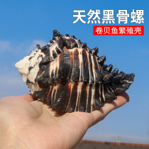 Natural Sea Snail Shells Black Zebra Skeletal Snail Lettuce Bone Snail Fish Tank Water Ethnic Group View Home Collection Hem replacement shell