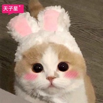 Cat rabbit head set Net red cute funny pet hat puppet beauty short British short headdress rabbit ear accessories