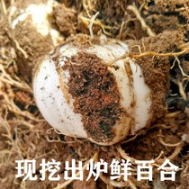 Lanzhou Lily Fresh Sweet White Lily Edible Gansu Specialty Grade Non-dried Raw Natural Vacuum 500g