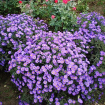 Dutch seed blue - purple balcony courtyard office of easy - seed flower seeds New York Purple - sample flower perennial